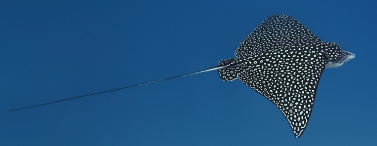 eagle ray